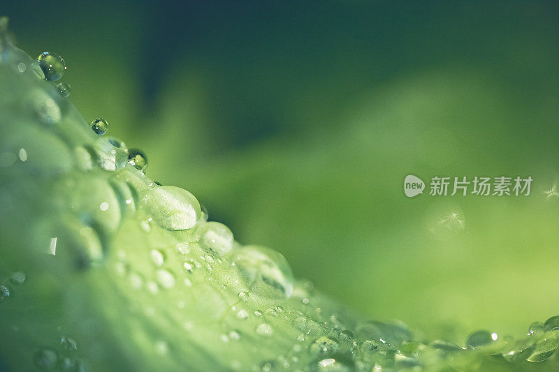 植物叶子上的雨滴或露珠