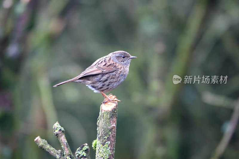 灌木丛中的Dunnock