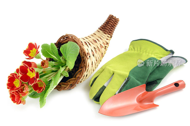 篮子与花盆的报春花和园艺工具