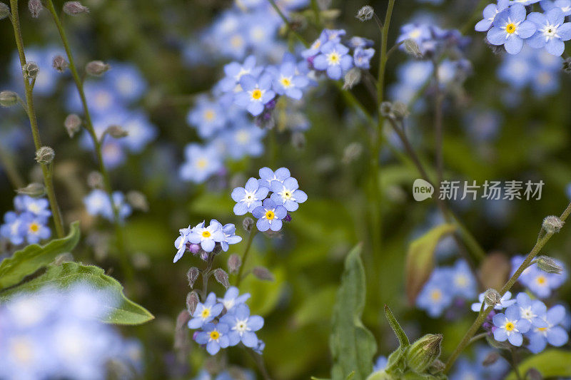 野花:“没有我解决”