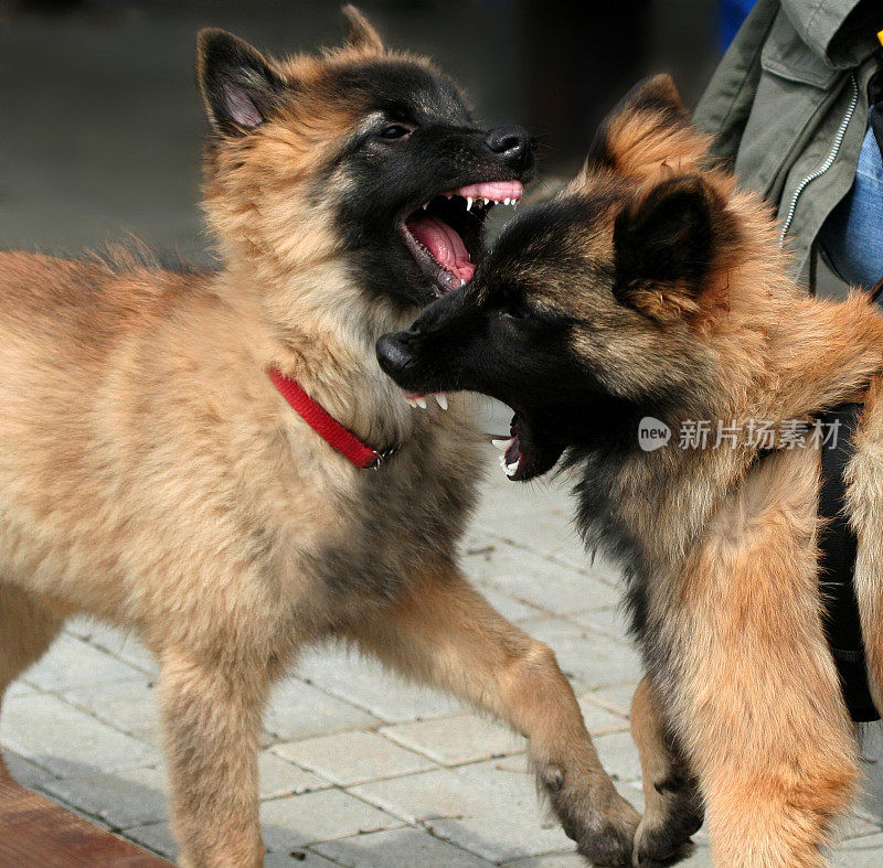 特武伦牧羊犬小狗玩