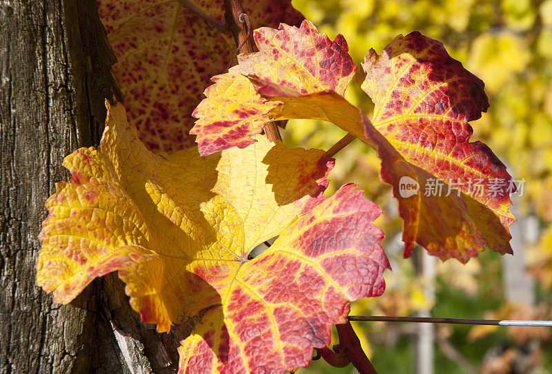 秋天在葡萄园。奥地利著名的葡萄酒产区瓦肖