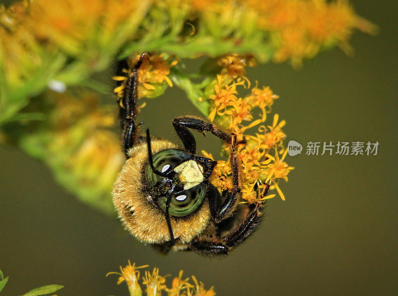 大黄蜂