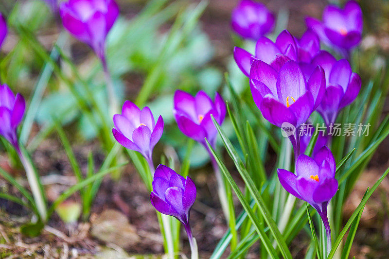 藏红花在春天开花