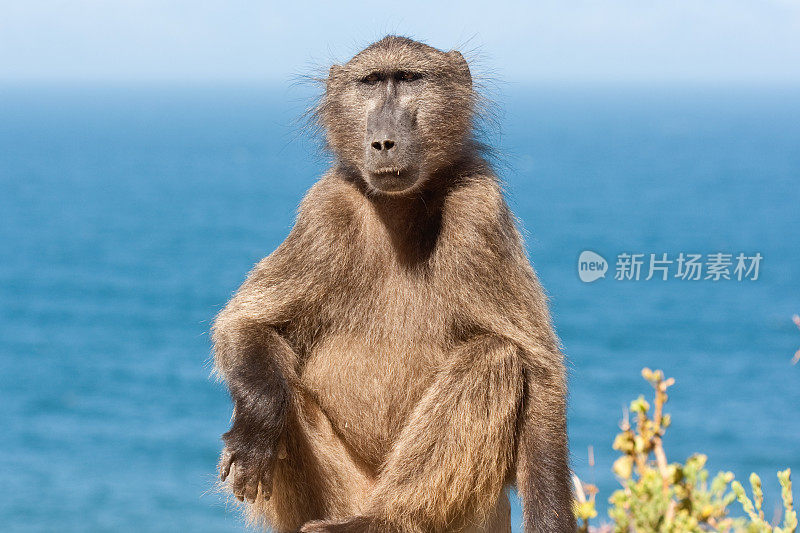 海边的狒狒