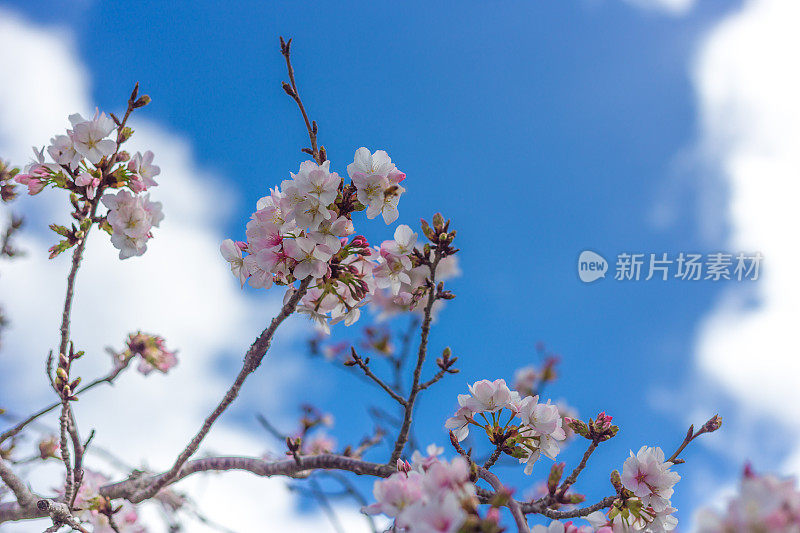 日本樱花