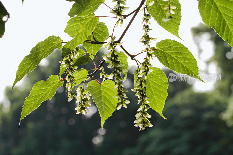 蛇皮枫绿色的叶子和花朵