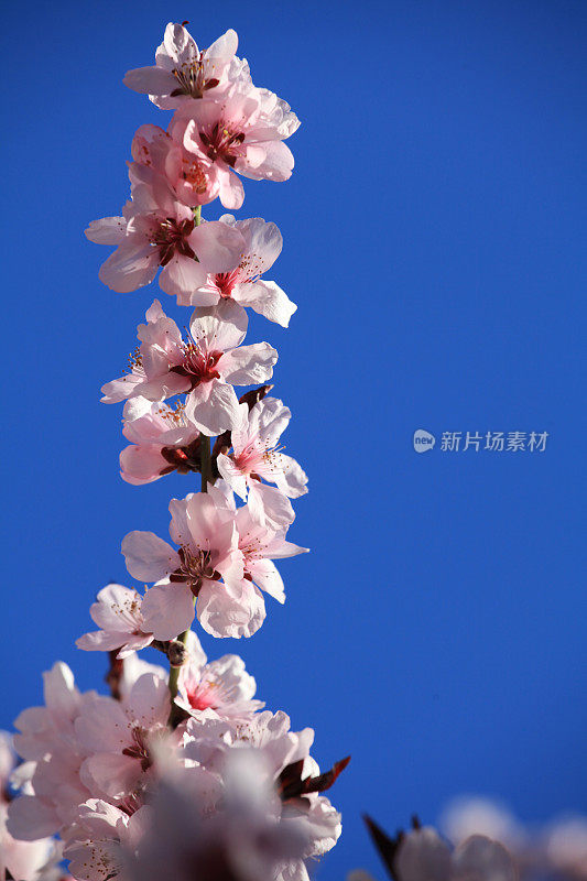 桃树绽放在春天的蔚蓝之上
