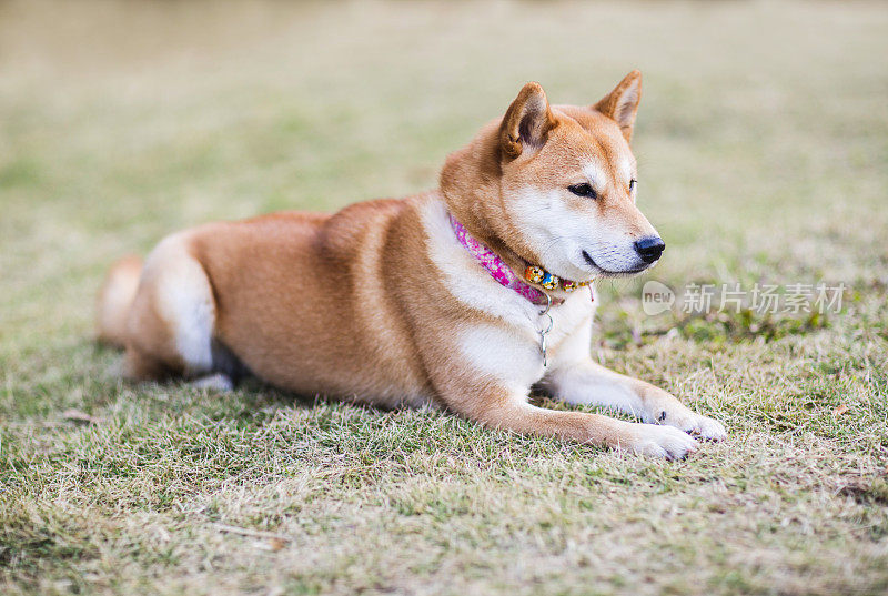 年轻美丽的秋田犬