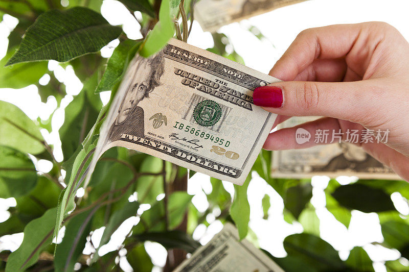 经济状况:女性伸手去拿树上的钱。