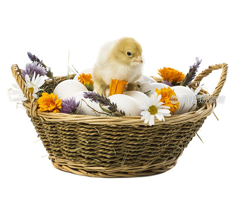 小鸡在篮子里和鸡蛋