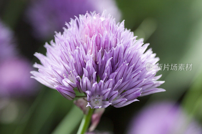 韭菜紫花(葱属)