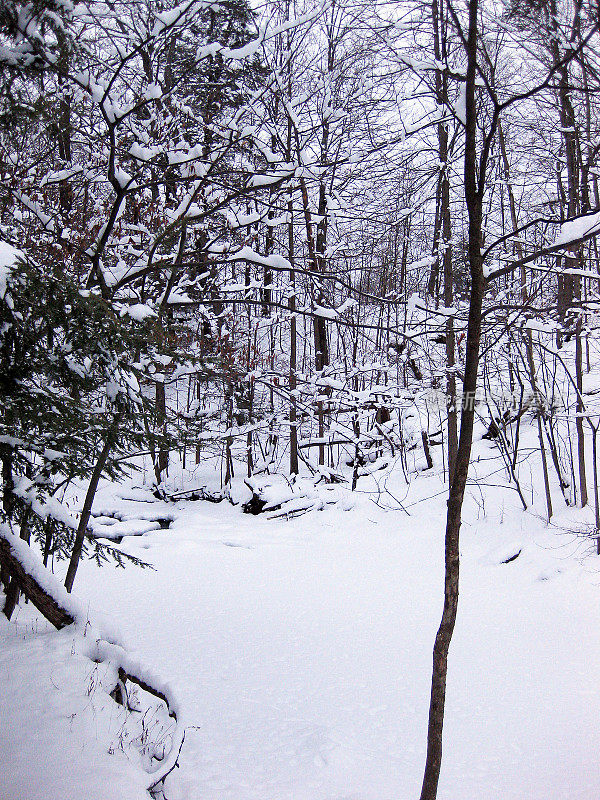 下雪的森林场景