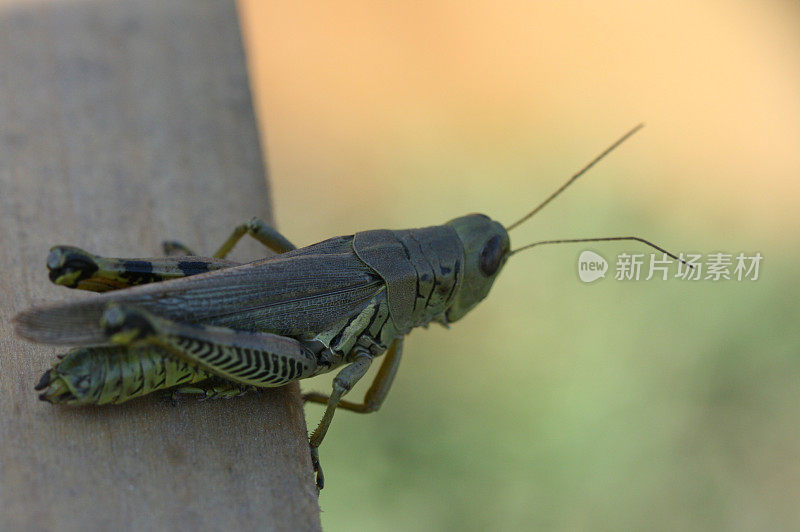 在窗台上的草Hopper