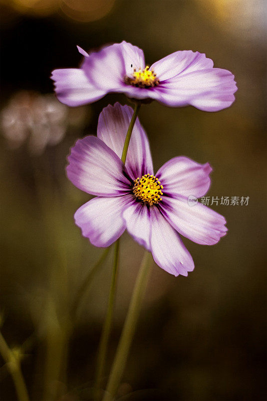 紫色宇宙花-模糊的背景