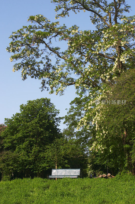 英国公园内的刺槐或假刺槐带长椅