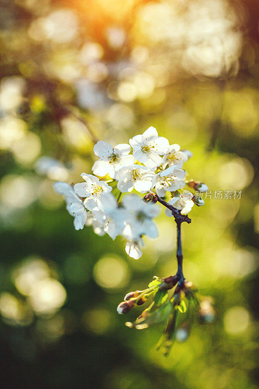 梨树开花