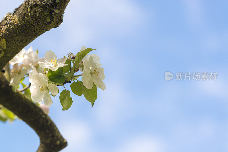 苹果在复制空间中绽放