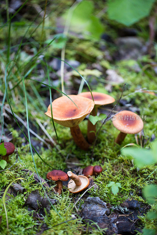 森林中的蘑菇