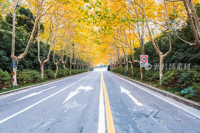 秋天的柏油路