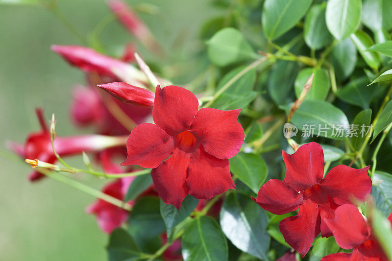 Mandevilla巴西茉莉花