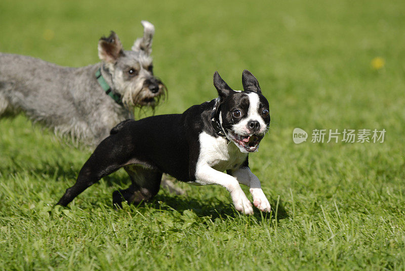 在波士顿梗犬