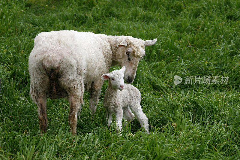 绵羊和羔羊