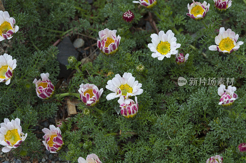 山花在晨雨中