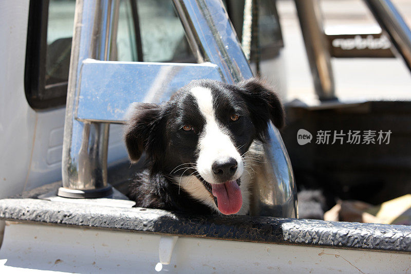 边境牧羊犬在皮卡车后面