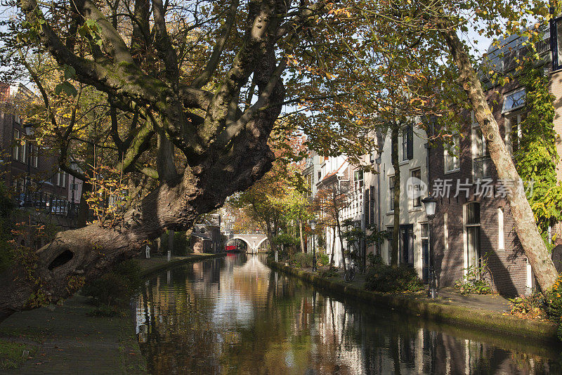 荷兰乌得勒支市中心运河边的一棵老斜栗树