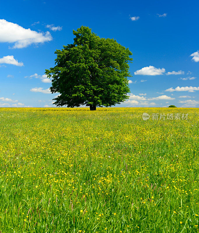 蓝天下野花草地上的橡树