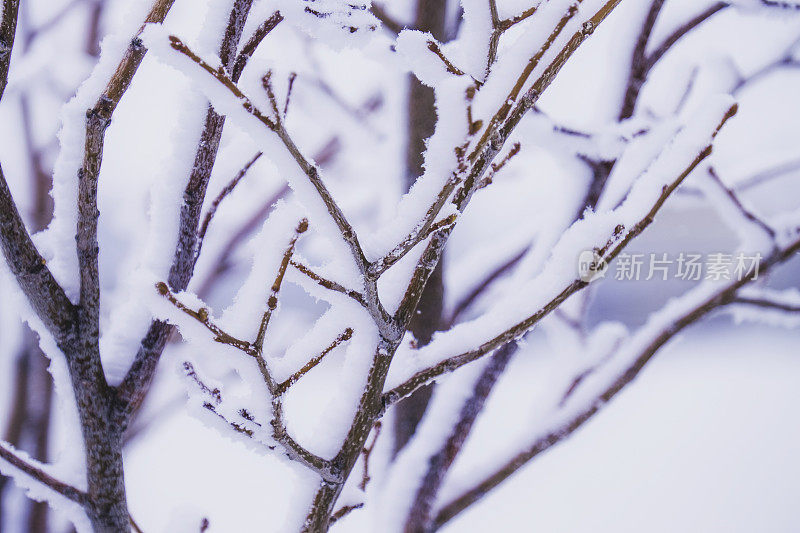 光秃秃的树枝被冰雪覆盖。雪落。