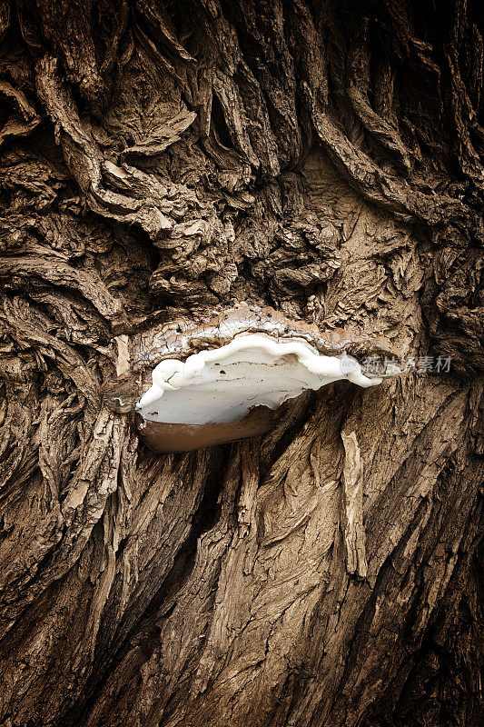 真菌生长在树干上的真菌