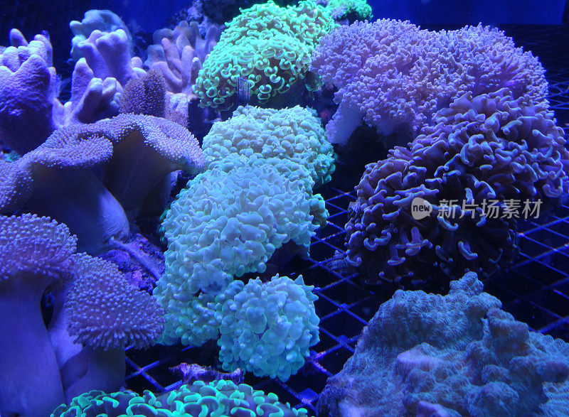 鱼缸海洋水族馆在紫外线下繁殖珊瑚碎片的图像