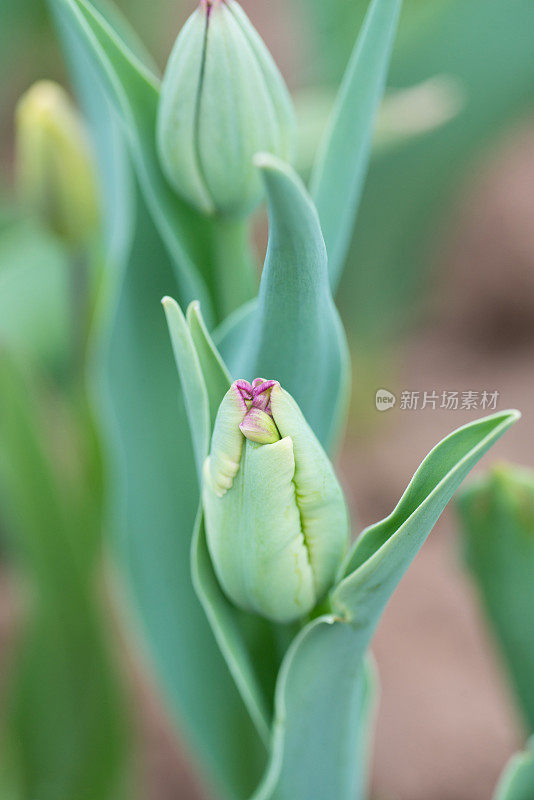 封闭的郁金香花