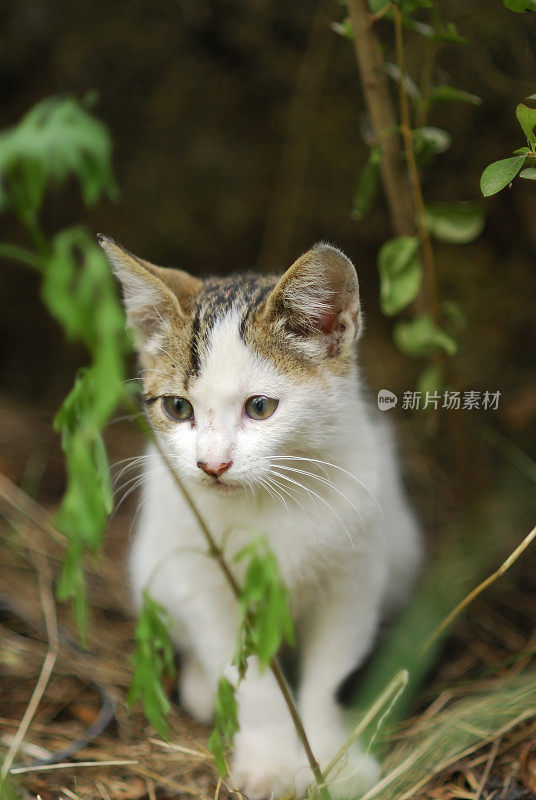 小猫肖像