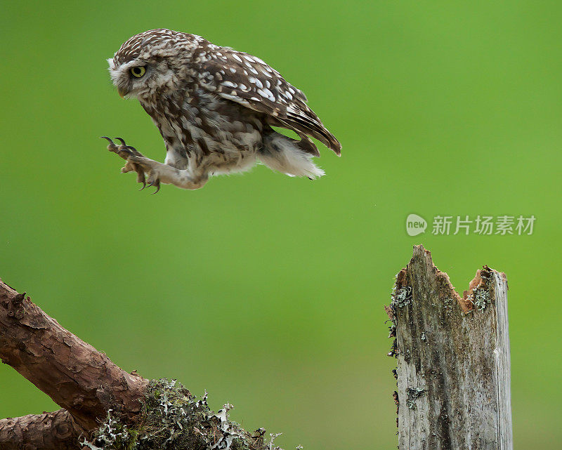 小猫头鹰