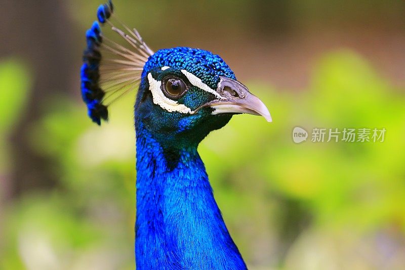 亚洲印度孔雀头，有闪光的蓝色脖子