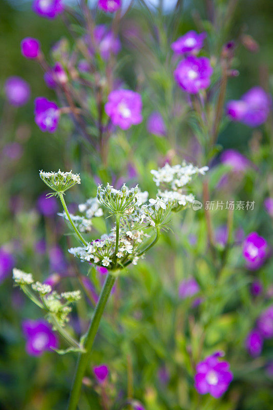 野生欧洲防风草