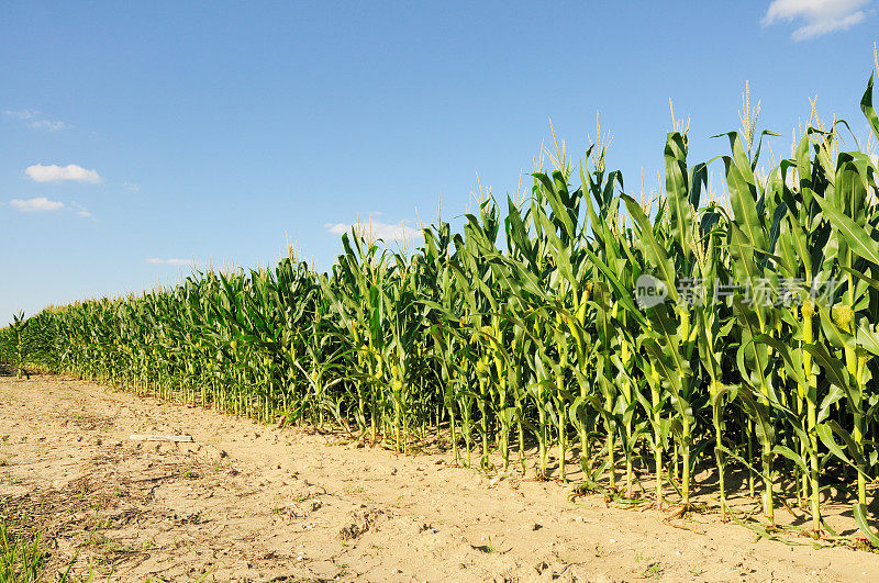 印第安纳玉米田和农场与晴朗的夏日云