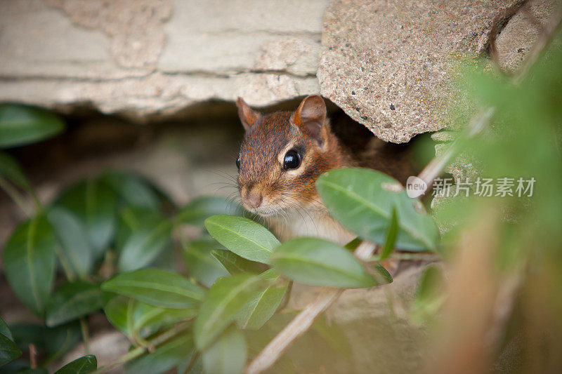 Chipmunk的