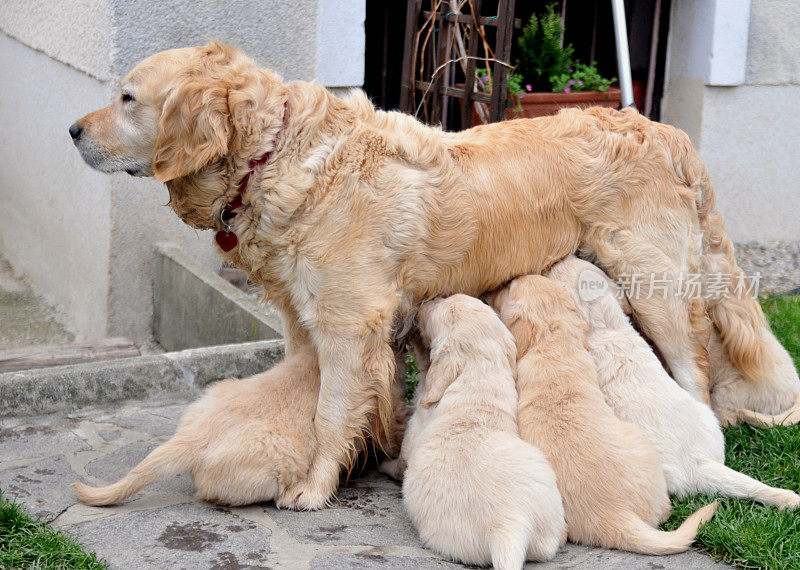 金毛猎犬