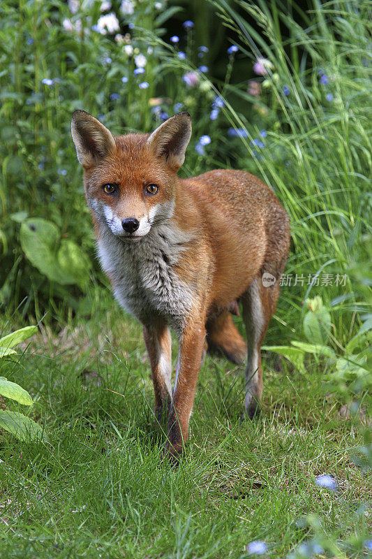 美丽的欧洲狐狸狐狸在长草
