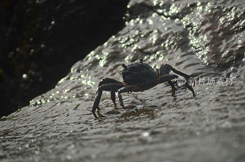 潮湿岩石上的螃蟹