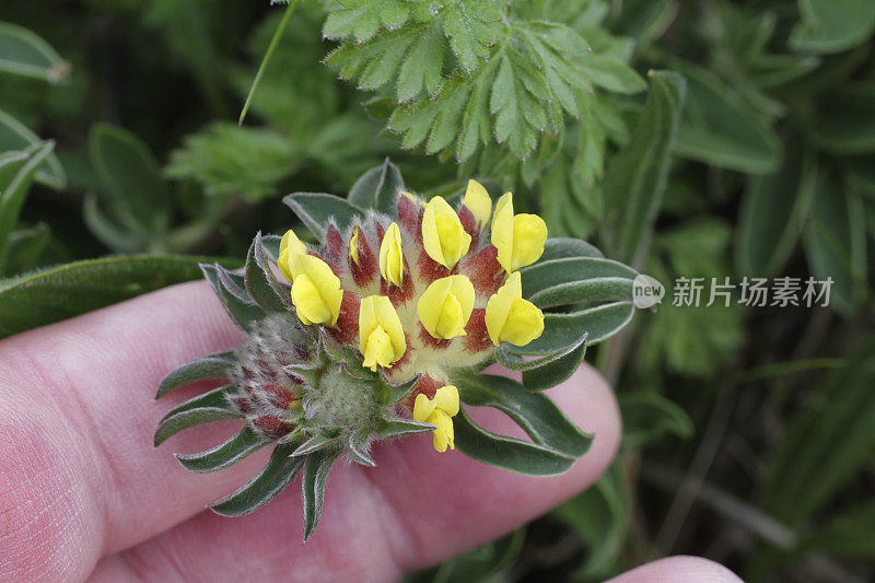 野豌豆黄花