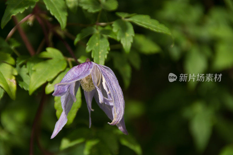 单株蓝色铁线莲夏末开花。