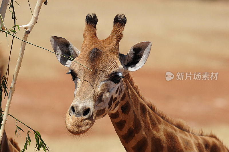 长颈鹿小腿