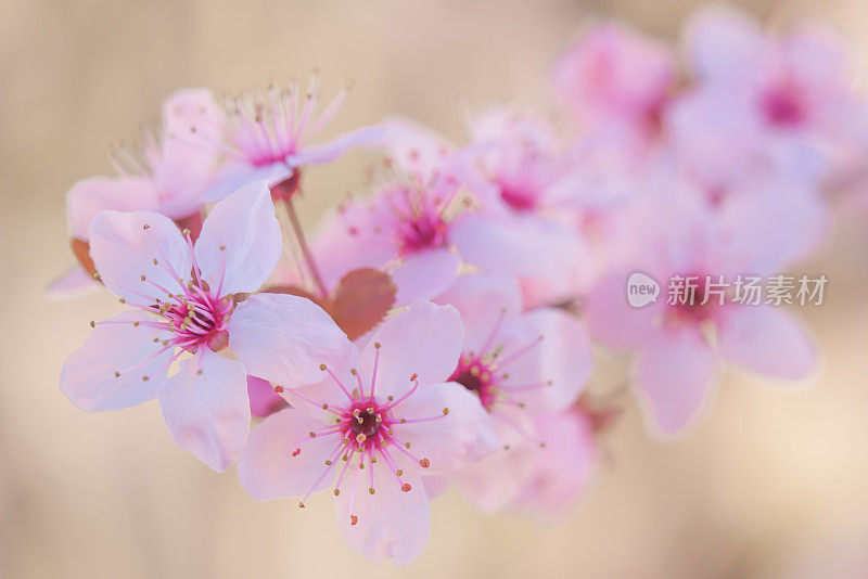 粉红色的樱花盛开