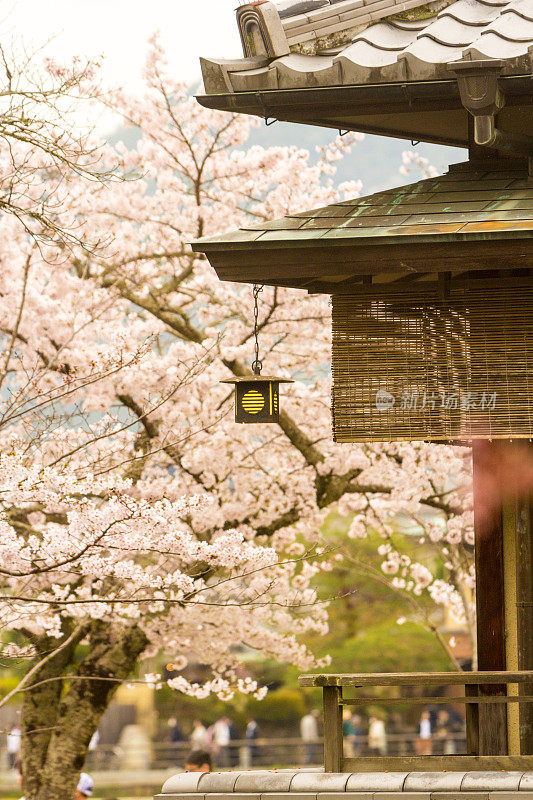 日本京都的岚山公园