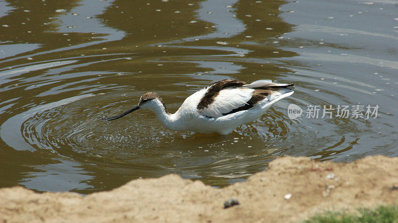 脚avocet